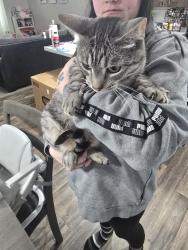 Lost Male Cat last seen West Fargo Police Station, West Fargo, ND 58078