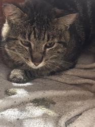 Reunited Male Cat last seen Broadmore golf course , Sherwood Park, AB T8A 2H7