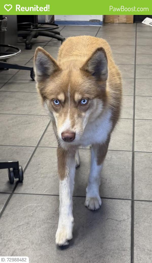 Reunited Male Dog last seen Near kella ave Whittier ca , Whittier, CA 90601
