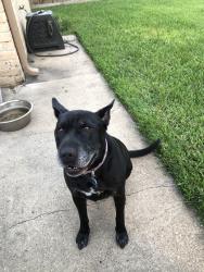 Reunited Female Dog last seen Near Ashclift Dr, Houston, TX 77082, USA, Houston, TX 77082