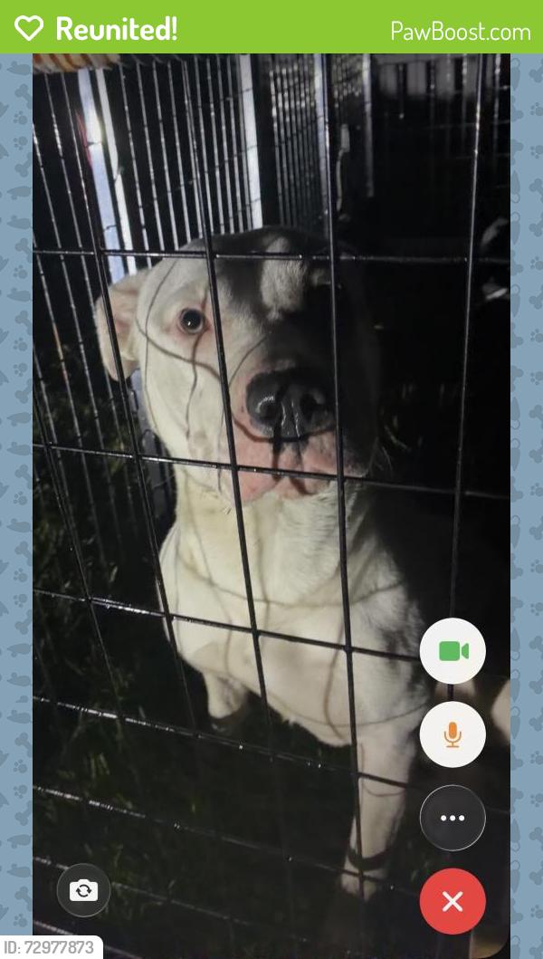 Reunited Female Dog last seen Clairton industrial park , Clairton, PA 15025