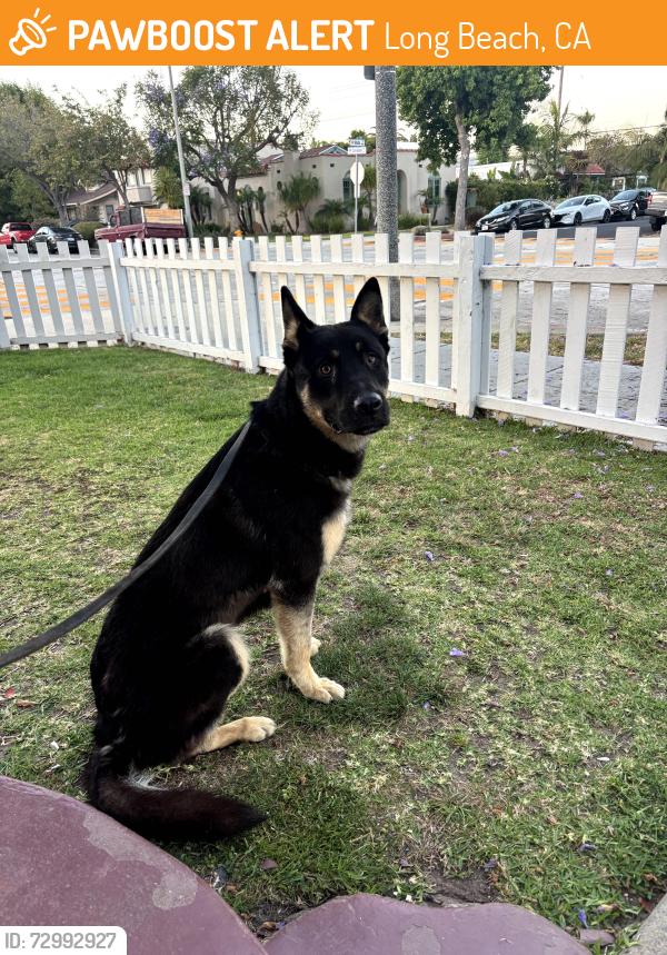 Found/Stray Male Dog last seen Near Coronado Ave, Long Beach, CA 90803, Long Beach, CA 90803