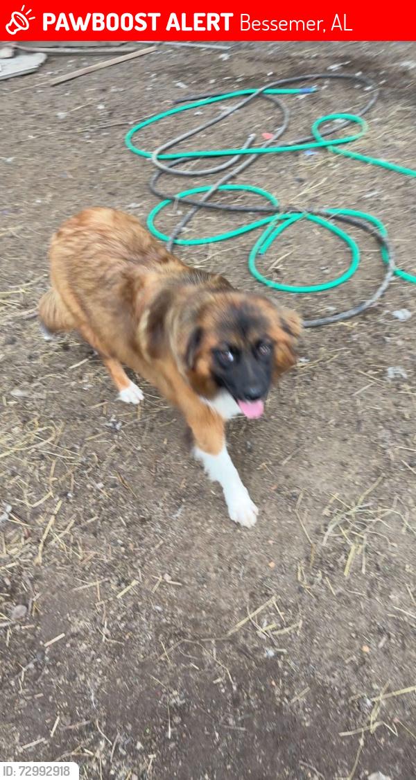 Lost Female Dog last seen Around my hse, Bessemer, AL 35022