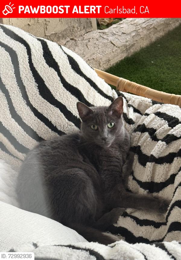 Lost Male Cat last seen Socorro & Alga , Carlsbad, CA 92009