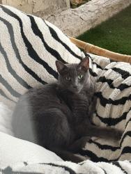 Lost Male Cat last seen Socorro & Alga , Carlsbad, CA 92009