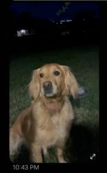 Reunited Female Dog last seen Give Mile and Columbia, Southwest Ada County Alliance, ID 83709