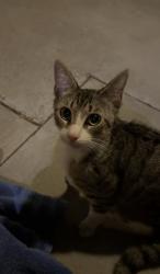 Found/Stray Unknown Cat last seen Steve Ambriz Park, Orange, CA 92865