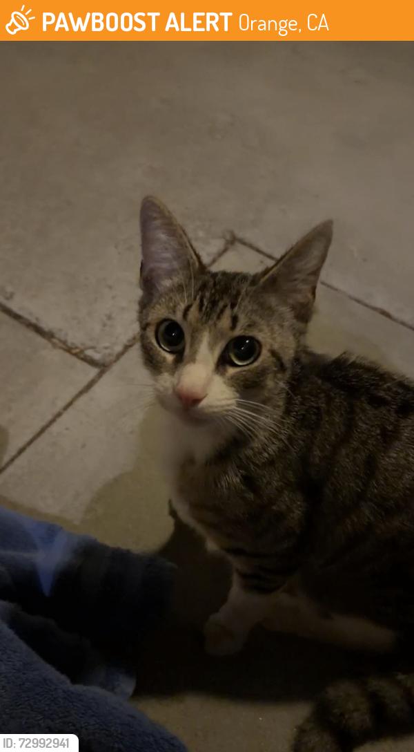 Found/Stray Unknown Cat last seen Steve Ambriz Park, Orange, CA 92865