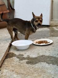 Found/Stray Male Dog last seen Monterra/Rancherias, Fontana, CA 92337