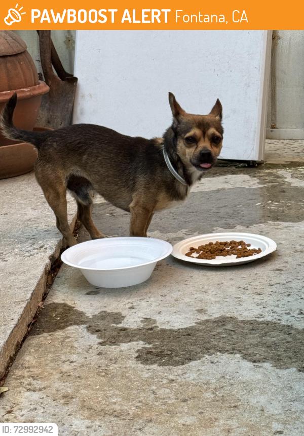 Found/Stray Male Dog last seen Monterra/Rancherias, Fontana, CA 92337