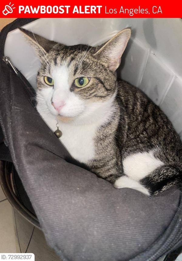 Lost Male Cat last seen 115th st s broadway Los Angeles, Los Angeles, CA 90061