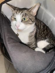 Lost Male Cat last seen 115th st  s broadway Los Angeles , Los Angeles, CA 90061