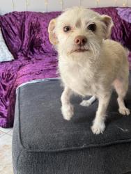 Reunited Female Dog last seen Near Molino St, Las Vegas, NV 89108, USA, Las Vegas, NV 89108