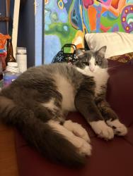 Lost Male Cat last seen Francisco Street and Chesnut Street intersection, Berkeley, CA 94702
