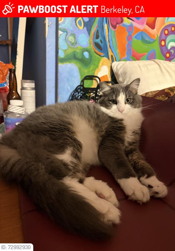 Lost Male Cat last seen Francisco Street and Chesnut Street intersection, Berkeley, CA 94702