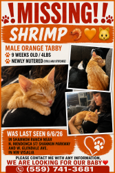 Lost Male Cat last seen N. Mendonca, W. Glendale Ave , Visalia, CA 93291