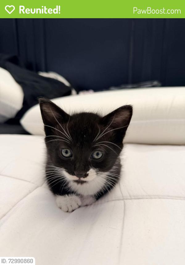 Reunited Male Cat last seen Near westby st , Chula Vista, CA 91911