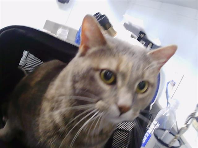 Shelter Stray Female Cat last seen CHARLOTTE, 8315 Byrum Dr, Charlotte, NC 28217, USA
