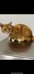 Lost Male Cat last seen N New Braunfels Ave. Broadway st. , Alamo Heights, TX 78209