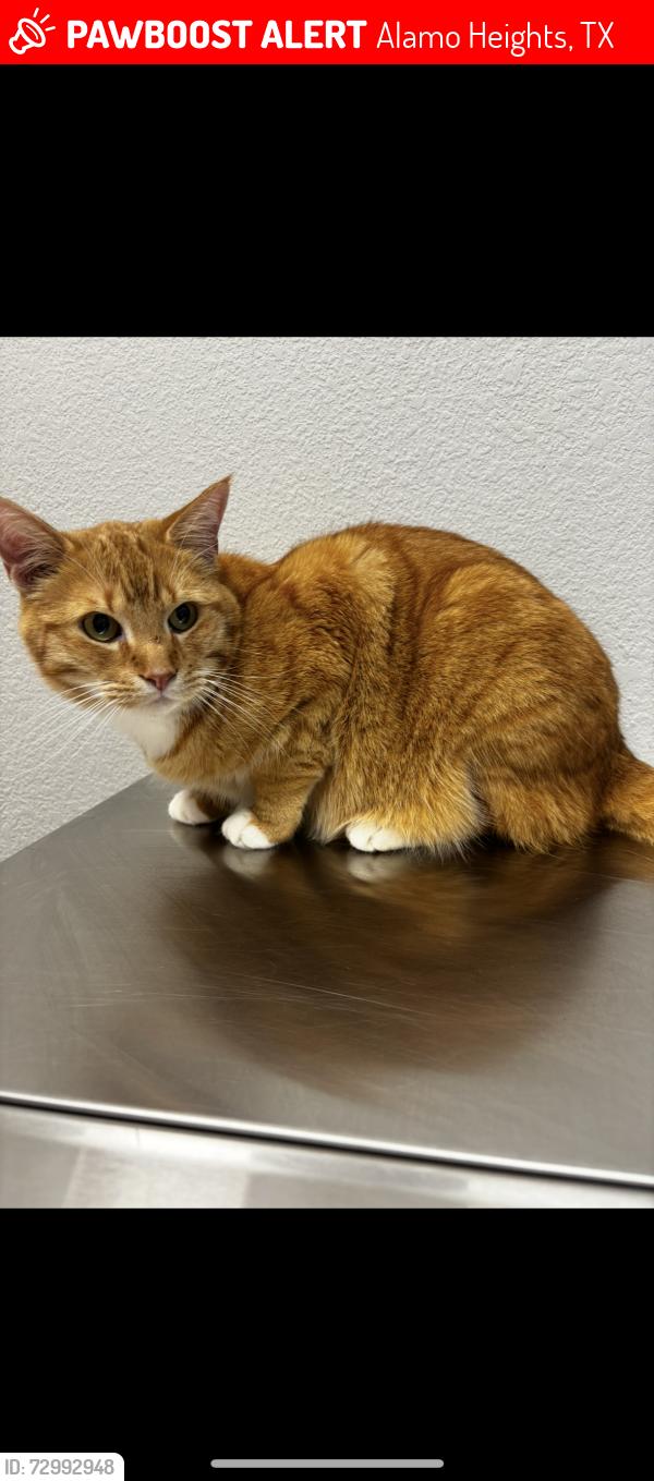 Lost Male Cat last seen N New Braunfels Ave. Broadway st. , Alamo Heights, TX 78209
