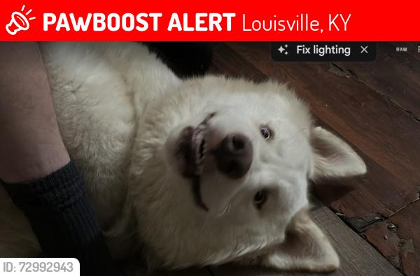 Lost Male Dog last seen Southside Dr, Louisville, KY 40214