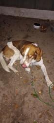 Reunited Male Dog last seen Olive rd, Ferry Pass, FL 32514