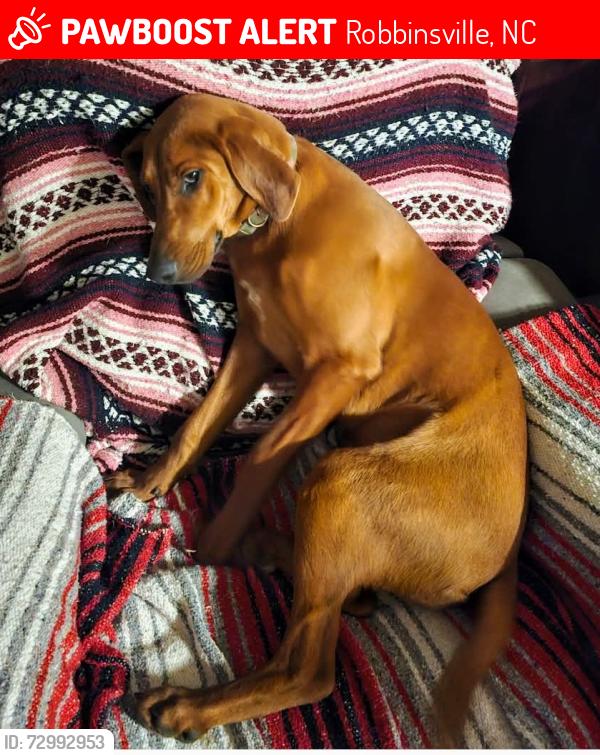 Lost Female Dog last seen Snowbird road, Forks intersection , Robbinsville, NC 28771