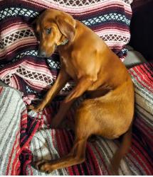 Lost Female Dog last seen Snowbird road, Forks intersection , Robbinsville, NC 28771