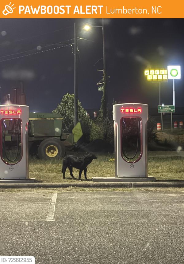 Found/Stray Male Dog last seen Around Tesla chargers and then walked towards McDonald’s behind , Lumberton, NC 28358