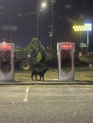 Found/Stray Male Dog last seen Around Tesla chargers and then walked towards McDonald’s behind, Lumberton, NC 28358