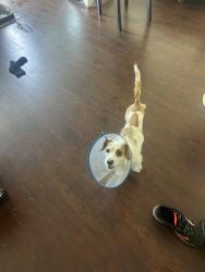 Lost Female Dog last seen basketball court , Los Angeles, CA 90291