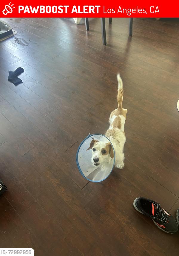 Lost Female Dog last seen basketball court , Los Angeles, CA 90291