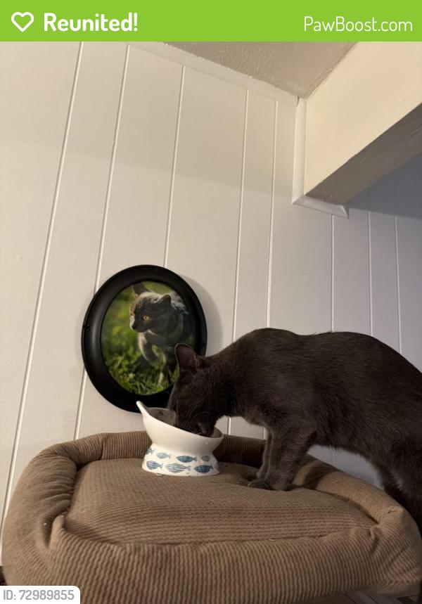 Reunited Male Cat last seen Oliver Drive Laundromats, Hayward, CA 94545