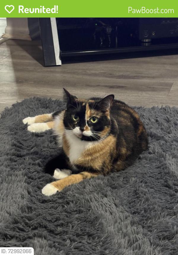 Reunited Female Cat last seen Briggs, Joliet, IL 60433