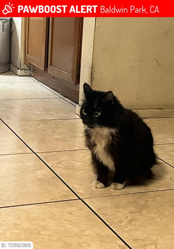 Lost Female Cat last seen Near Los Angeles st, Baldwin Park, CA 91706