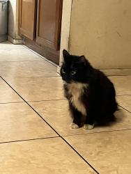 Lost Female Cat last seen Near Los Angeles st, Baldwin Park, CA 91706