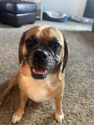 Reunited Female Dog last seen 41st and veterans by B&G, Sioux Falls, SD 57110
