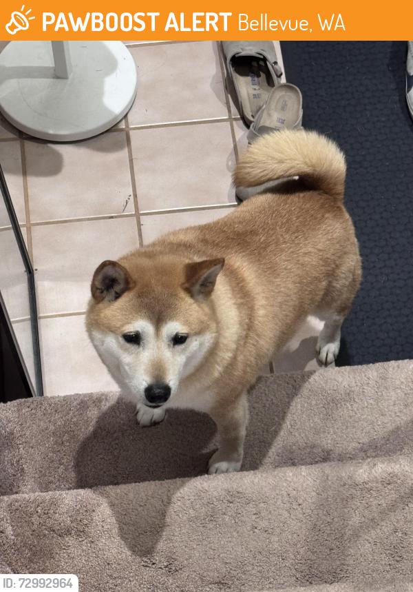 Found/Stray Male Dog last seen NE 24th and NE 167th, Bellevue, WA 98008