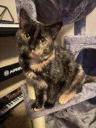 Reunited Female Cat last seen Near and Yates , Crystal, MN 55429