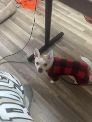 Reunited Female Dog last seen Sunrise and 441, Fort Lauderdale, FL 33311