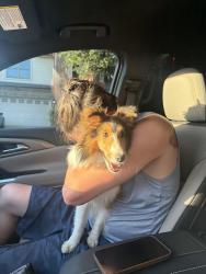 Reunited Female Dog last seen Debbie Ln and Collins, Arlington, TX 76002