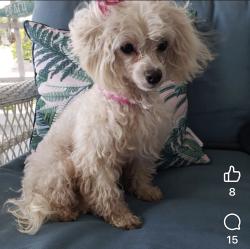 Lost Female Dog last seen Sugar creek and Baker St, Plant City, FL 33563