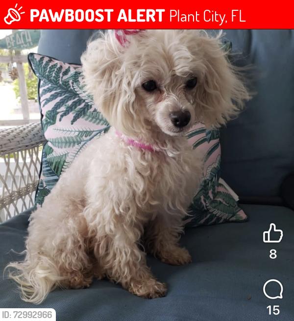 Lost Female Dog last seen Sugar creek and Baker St, Plant City, FL 33563