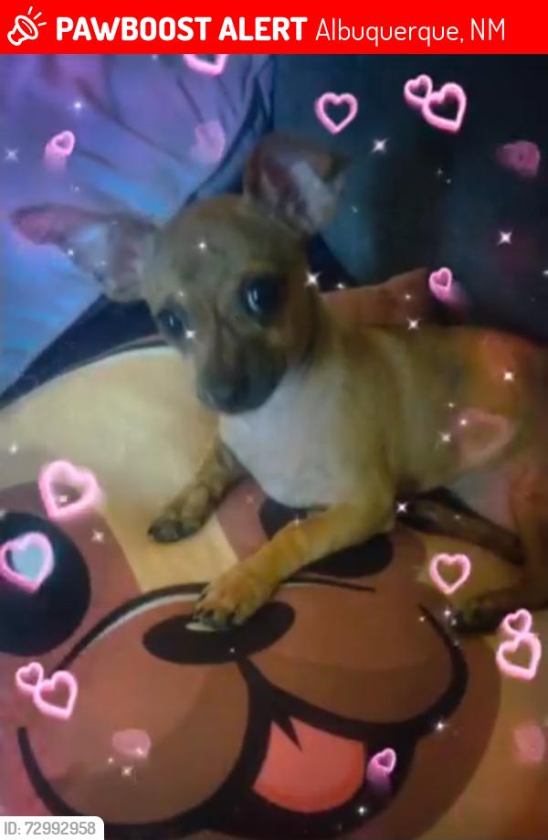 Lost Female Dog last seen Morris, Albuquerque, NM 87111