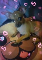 Lost Female Dog last seen Morris, Albuquerque, NM 87111