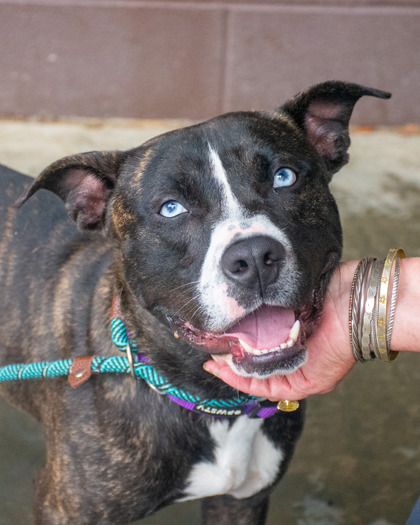 Shelter Stray Male Dog last seen Near Galleon Crossing, 30035, GA, 3280 Chamblee Dunwoody Rd, Chamblee, GA 30341, USA