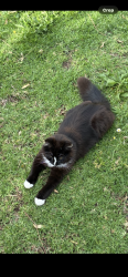 Lost Male Cat last seen Liberty parade/ banksia street , Bellfield, VIC 3081