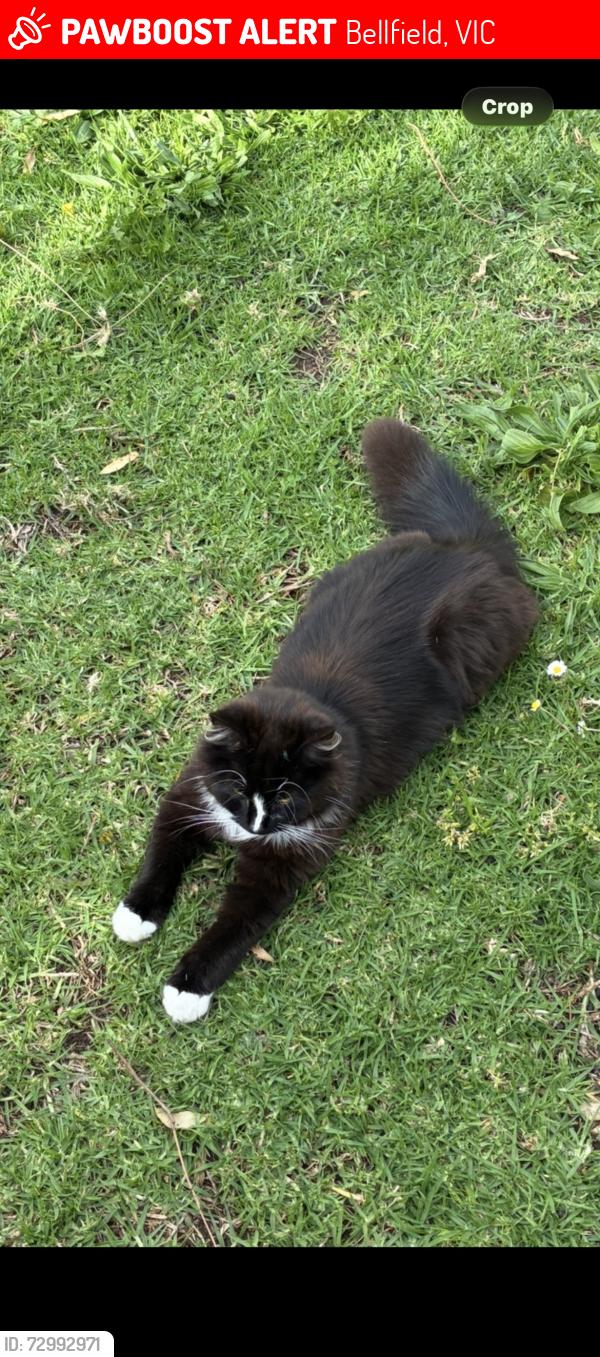 Lost Male Cat last seen Liberty parade/ banksia street , Bellfield, VIC 3081