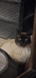 Found/Stray Unknown Cat last seen Gould , Chula Vista, CA 91911