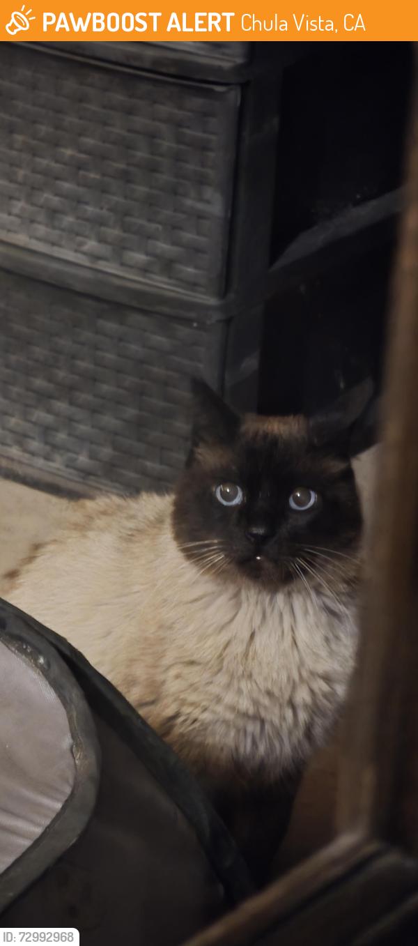 Found/Stray Unknown Cat last seen Gould , Chula Vista, CA 91911